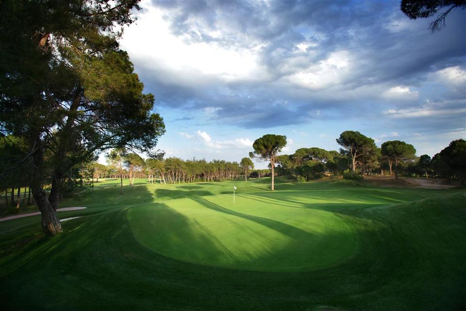 Montgomerie Maxx Royal
